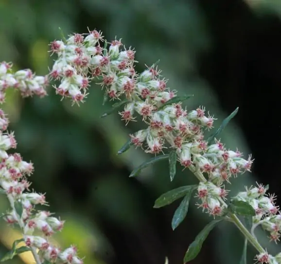 Artemisia vulgaris - Mugwort, Common Wormwood - Image 4