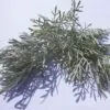 Artemisia vulgaris - Mugwort, Common Wormwood - Image 6