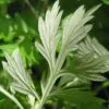 Artemisia vulgaris - Mugwort, Common Wormwood - Image 7