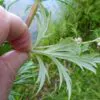Artemisia vulgaris - Mugwort, Common Wormwood - Image 8