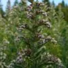 Artemisia vulgaris - Mugwort, Common Wormwood - Image 10
