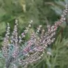 Artemisia vulgaris - Mugwort, Common Wormwood - Image 12
