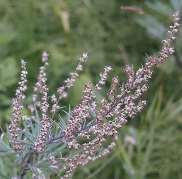 Artemisia vulgaris - Mugwort, Common Wormwood - Image 12