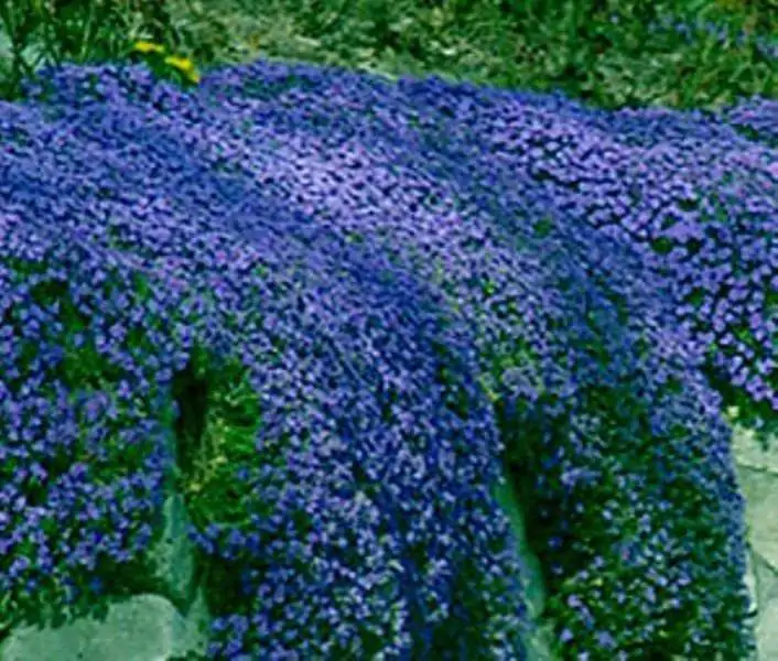 Aubrieta deltoidea 'Blue Cascade' - Rock Cress Cascading Blue