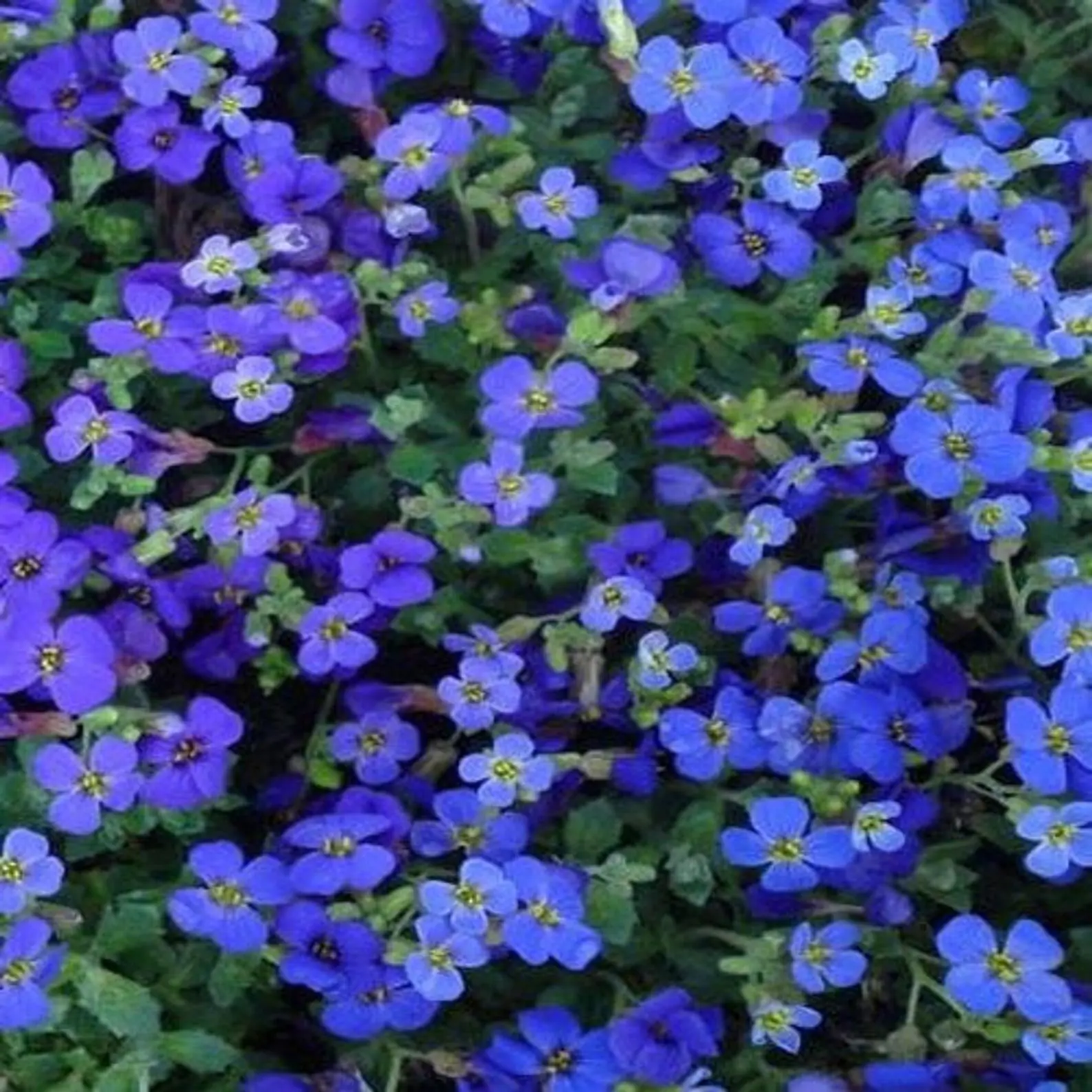 Aubrieta deltoidea 'Blue Cascade' - Rock Cress Cascading Blue - Image 3