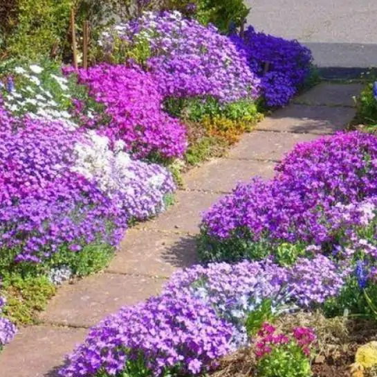 Aubrieta Grandiflora Mix - Rock Cress