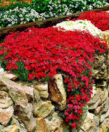 Aubrieta Grandiflora Mix - Rock Cress - Image 3