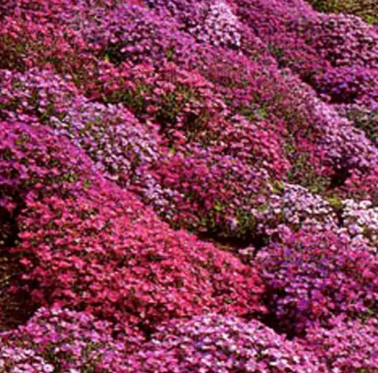Aubrieta Grandiflora Mix - Rock Cress - Image 4