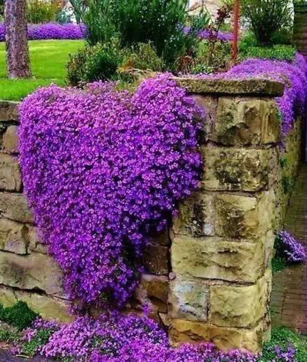 Aubrieta Grandiflora Mix - Rock Cress - Image 7