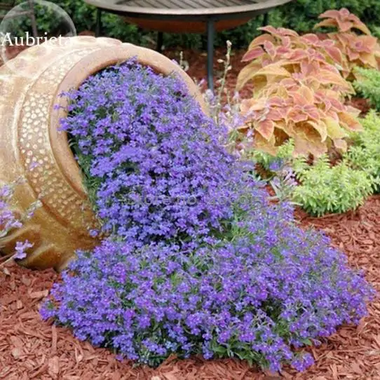 Aubrieta Grandiflora Mix - Rock Cress - Image 9