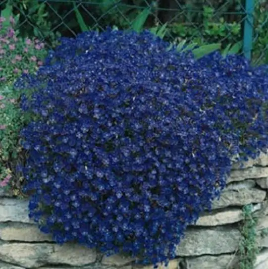 Aubrieta Grandiflora Mix - Rock Cress - Image 10