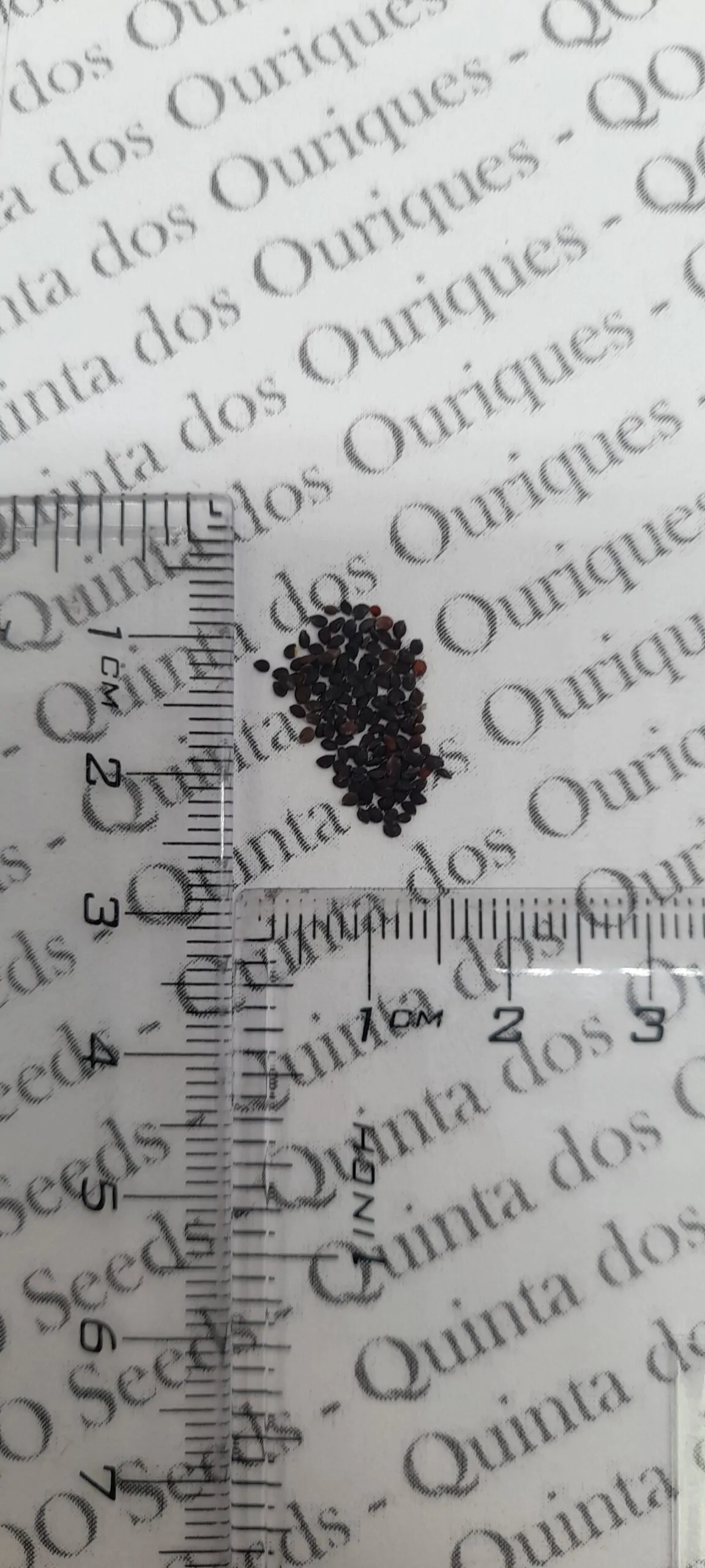 Aubrieta Grandiflora Mix - Rock Cress - Image 12