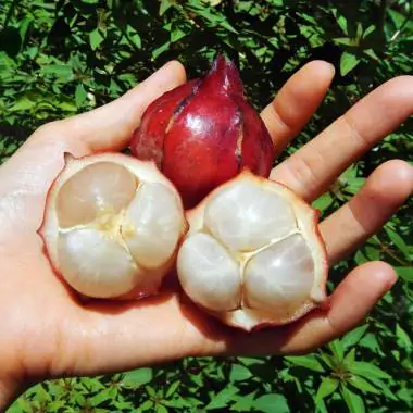 Baccaurea angulata - Belimbing Hutan