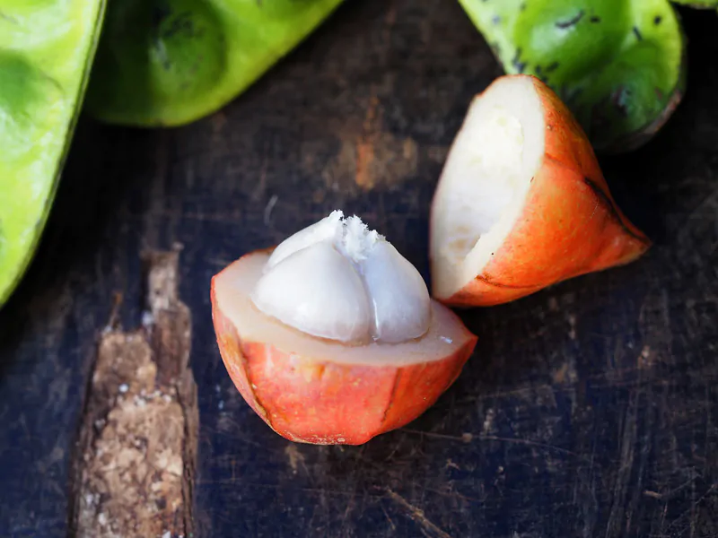 Baccaurea angulata - Belimbing Hutan - Image 2