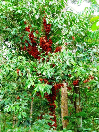 Baccaurea angulata - Belimbing Hutan - Image 3