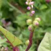 Basella alba var. rubra - Red Ceylon Spinach, Red-stemmed Malabar Spinach, Red Indian Spinach - Image 2