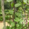 Basella alba var. rubra - Red Ceylon Spinach, Red-stemmed Malabar Spinach, Red Indian Spinach - Image 3