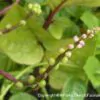 Basella alba var. rubra - Red Ceylon Spinach, Red-stemmed Malabar Spinach, Red Indian Spinach - Image 4