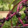Basella alba var. rubra - Red Ceylon Spinach, Red-stemmed Malabar Spinach, Red Indian Spinach - Image 5