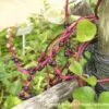 Basella alba var. rubra - Red Ceylon Spinach, Red-stemmed Malabar Spinach, Red Indian Spinach - Image 6