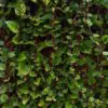 Basella alba var. rubra - Red Ceylon Spinach, Red-stemmed Malabar Spinach, Red Indian Spinach - Image 11
