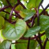 Basella alba var. rubra - Red Ceylon Spinach, Red-stemmed Malabar Spinach, Red Indian Spinach - Image 12