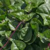 Basella alba var. rubra - Red Ceylon Spinach, Red-stemmed Malabar Spinach, Red Indian Spinach - Image 13