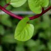 Basella alba var. rubra - Red Ceylon Spinach, Red-stemmed Malabar Spinach, Red Indian Spinach - Image 14