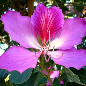 Bauhinia purpurea - Purple Orchid Tree