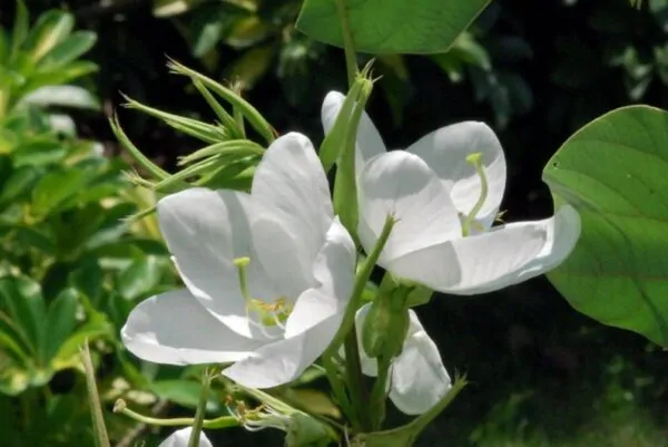Bauhinia racemosa - Bidi Leaf Tree - Image 2