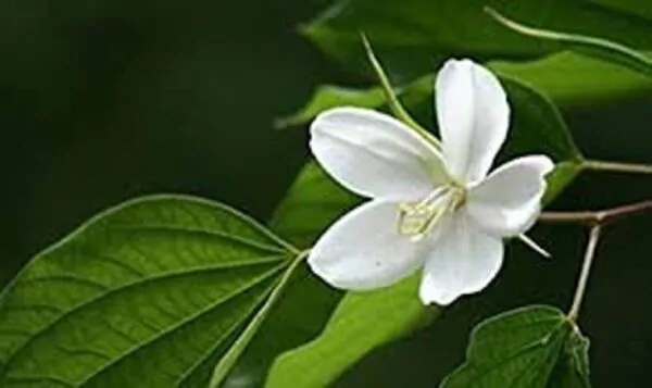 Bauhinia racemosa - Bidi Leaf Tree - Image 3