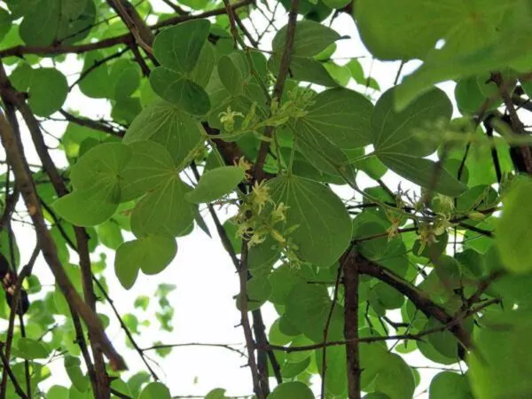 Bauhinia racemosa - Bidi Leaf Tree - Image 8
