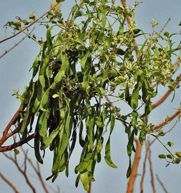 Bauhinia racemosa - Bidi Leaf Tree - Image 9