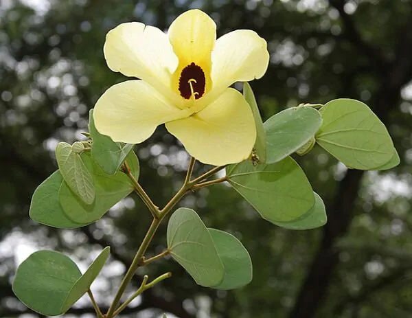 Bauhinia tomentosa - Yellow Orchid Tree, Mountain Ebony