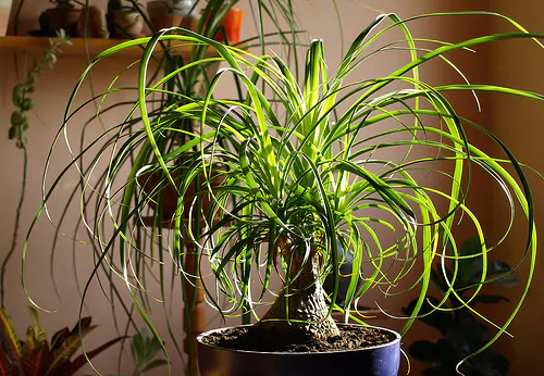Beaucarnea guatemalensis - Red Ponytail, Guatemala Ponytail - Image 5