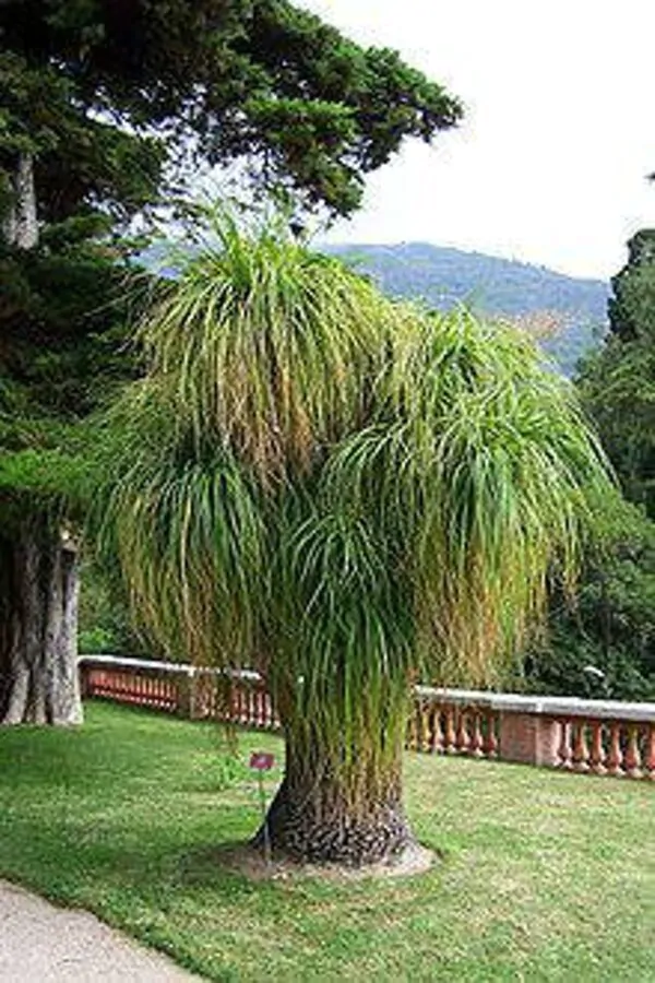 Beaucarnea guatemalensis - Red Ponytail, Guatemala Ponytail - Image 8