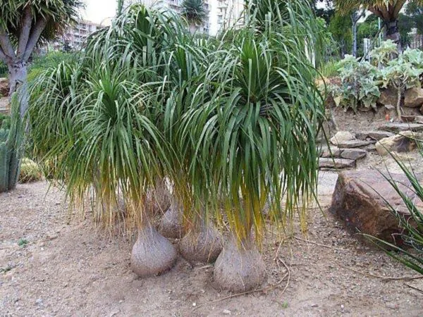 Beaucarnea guatemalensis - Red Ponytail, Guatemala Ponytail - Image 11