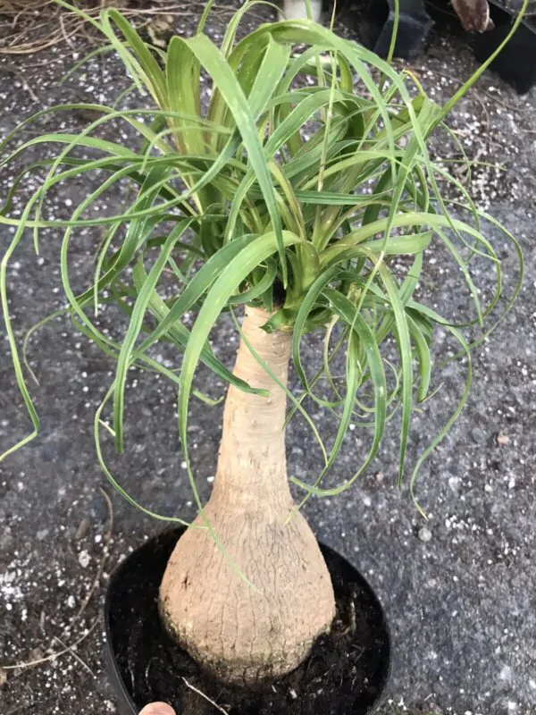 Beaucarnea guatemalensis - Red Ponytail, Guatemala Ponytail - Image 12