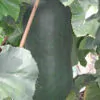 Benincasa hispida - Winter Melon, Wax Gourd, Ash Pumpkin - Image 2