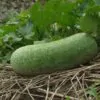 Benincasa hispida - Winter Melon, Wax Gourd, Ash Pumpkin - Image 3
