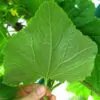 Benincasa hispida - Winter Melon, Wax Gourd, Ash Pumpkin - Image 4
