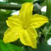Benincasa hispida - Winter Melon, Wax Gourd, Ash Pumpkin - Image 5