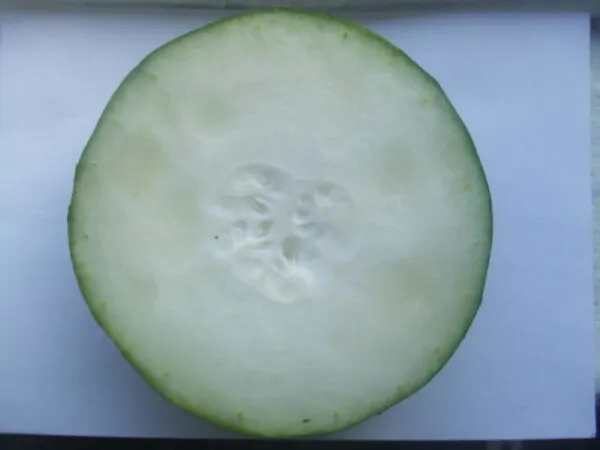 Benincasa hispida - Winter Melon, Wax Gourd, Ash Pumpkin - Image 6