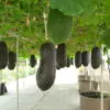 Benincasa hispida - Winter Melon, Wax Gourd, Ash Pumpkin - Image 7