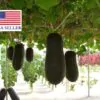 Benincasa hispida - Winter Melon, Wax Gourd, Ash Pumpkin - Image 9