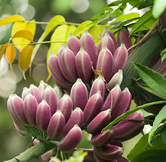 Musa itinerans - Burmese Blue, Blue Burmese Banana
