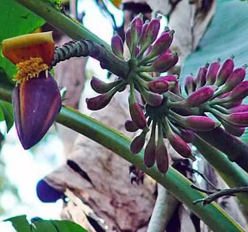 Musa itinerans - Burmese Blue, Blue Burmese Banana - Image 3