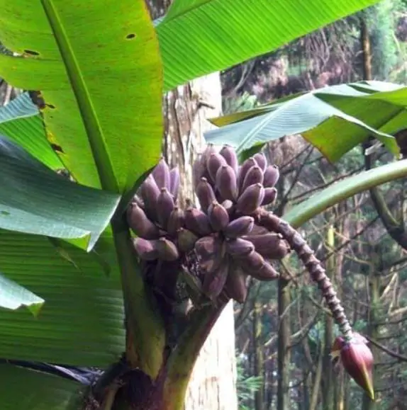 Musa itinerans - Burmese Blue, Blue Burmese Banana - Image 4