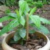 Blumea balsamifera - Sembung Balm, Ngai Cannon, Sambong, Mugongre - Image 4