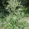 Blumea balsamifera - Sembung Balm, Ngai Cannon, Sambong, Mugongre - Image 6